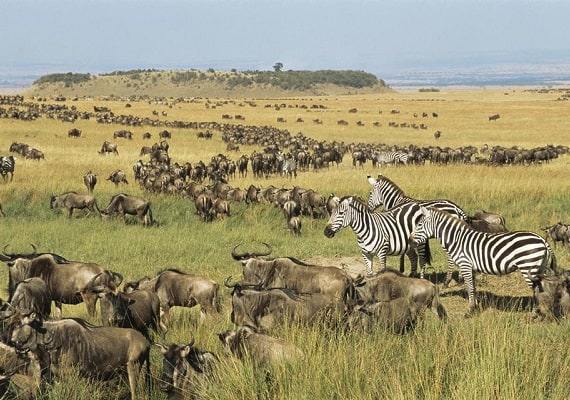 Superb Safaris